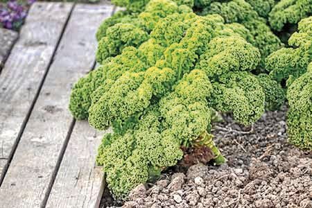 Kale